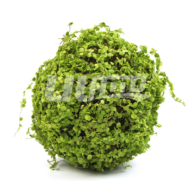 碎葉假植物球